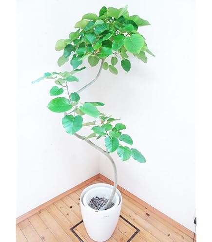 極太螺旋状ウンベラータ　10号　170センチ前後 写真の様な商品をお届けします。 Amazon｜螺旋状の素敵な樹形のフィカス ウンベラータ 170cm 前後 10号